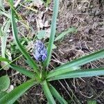 Hyacinthoides italica habit picture by E T (cc-by-sa)