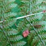 Dryopteris dilatata flower picture by Pierre LEON (cc-by-sa)