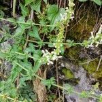 Stachys annua flower picture by roberto (cc-by-sa)