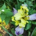 Iris variegata flower picture by István Kovács (cc-by-sa)