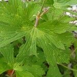 Geranium maculatum leaf picture by Justin Welch (cc-by-sa)