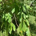 Zelkova carpinifolia leaf picture by Arch Stanton (cc-by-sa)