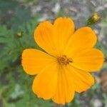 Cosmos sulphureus flower picture by michele hoebeke (cc-by-sa)