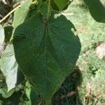 Dombeya pilosa leaf picture by Matthieu Gebus (cc-by-sa)