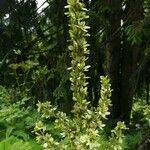 Veratrum album flower picture by Dieter Schulten (cc-by-sa)