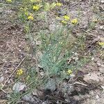 Coronilla juncea habit picture by Santoyo Javier (cc-by-sa)