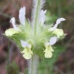 Sideritis hyssopifolia flower picture by Pep Sole (cc-by-sa)