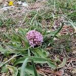 Valeriana tuberosa habit picture by Stéphane Bonhomme (cc-by-sa)