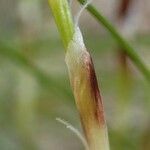 Carex alba fruit picture by Yoan MARTIN (cc-by-sa)