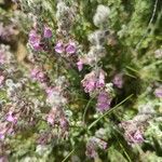 Teucrium marum flower picture by Alexander Weller (cc-by-sa)