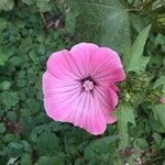 Malva trimestris flower picture by Tanguy L (cc-by-sa)