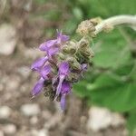 Salvia nutans flower picture by Erol Ridvan Cocoi (cc-by-sa)