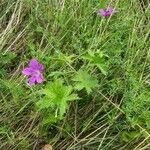 Geranium palustre habit picture by Błażej Nowak (cc-by-sa)