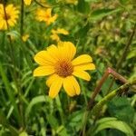 Heliopsis helianthoides flower picture by Railey (cc-by-sa)