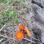 Pilosella aurantiaca flower picture by Irene Ploeg (cc-by-sa)