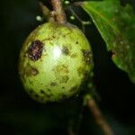 Calatola costaricensis fruit picture by Nelson Zamora Villalobos (cc-by-nc)