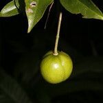 Amanoa guianensis fruit picture by Nelson Zamora Villalobos (cc-by-nc)