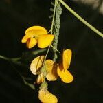 Sesbania herbacea flower picture by Nelson Zamora Villalobos (cc-by-nc)