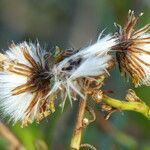 Senecio bayonnensis fruit picture by francois tissot (cc-by-sa)