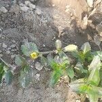 Mecardonia procumbens leaf picture by Dr SAURABH SACHAN (cc-by-sa)