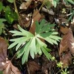 Delphinium tricorne leaf picture by kelsey cloonan (cc-by-sa)