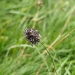 Phleum alpinum flower picture by John Sycorax (cc-by-sa)