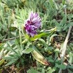 Orchis simia flower picture by Thomas Alberti (cc-by-sa)