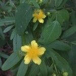 Hypericum prolificum flower picture by Shirley Hutcherson (cc-by-sa)