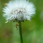 Crepis pyrenaica fruit picture by francois tissot (cc-by-sa)