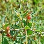 Atriplex semibaccata fruit picture by Trap Hers (cc-by-sa)