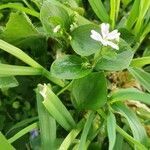 Claytonia sibirica leaf picture by Richard Olivier (cc-by-sa)