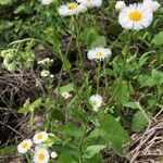 Erigeron philadelphicus flower picture by Amy (cc-by-sa)