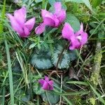 Cyclamen repandum flower picture by Harald Suchenwirth (cc-by-sa)