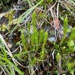 Selaginella selaginoides habit picture by Daniel Bäck (cc-by-sa)