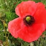 Papaver dubium flower picture by Shei la vie (cc-by-sa)