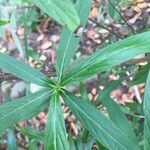 Pentas lanceolata leaf picture by Colette Nicolardot (cc-by-sa)