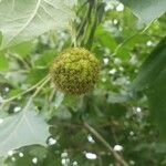 Platanus occidentalis flower picture by William Coville (cc-by-sa)