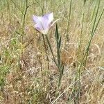 Calochortus macrocarpus flower picture by Michael Finch (cc-by-sa)