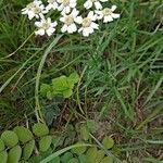 Achillea ptarmica habit picture by Jean-Marie Frenoux (cc-by-sa)