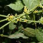 Hoffmannia psychotriifolia flower picture by Nelson Zamora Villalobos (cc-by-nc)