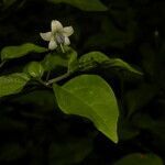 Capsicum annuum flower picture by Nelson Zamora Villalobos (cc-by-nc)