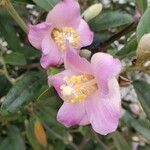 Lagunaria patersonia flower picture by Christine Yee (cc-by-sa)