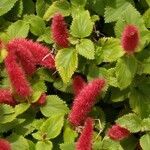 Acalypha macrostachya flower picture by Dácio Dácio (cc-by-sa)