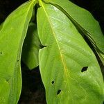 Pseudobombax septenatum leaf picture by Nelson Zamora Villalobos (cc-by-nc)