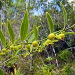 Phyllanthus francii fruit picture by Richard Chesher (cc-by-sa)