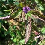 Verbena hastata leaf picture by guinnevere lowe (cc-by-sa)