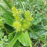 Cyperus strigosus flower picture by Matthew DreamsOfBunnies (cc-by-sa)