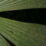 Cryosophila guagara leaf picture by Nelson Zamora Villalobos (cc-by-nc)