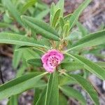 Kalmia angustifolia flower picture by Isaiah Amos (cc-by-sa)