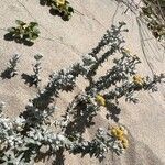 Achillea maritima habit picture by Patrice Bracquart (cc-by-sa)